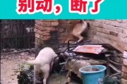 爆料搞笑的视频,笑料百出！揭秘那些爆笑视频背后的搞笑瞬间