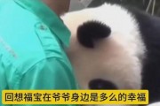 福宝爷爷的爆料视频大全,揭秘幕后真相与精彩瞬间
